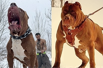 Conheça Hulk, o pitbull gigantesco de mais de 80 kg que conquistou o mundo com seu tamanho e coração doce.