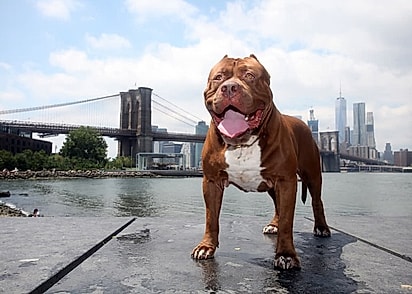 Hulk foi um pitbull querido por milhares de pessoas.