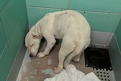 Holly estava apavorada, mas também queria carinho.