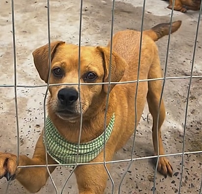 Um dos cães que está no abrigo.