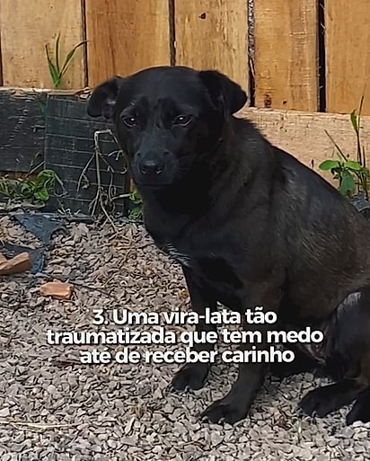 Um dos cães que está no abrigo.