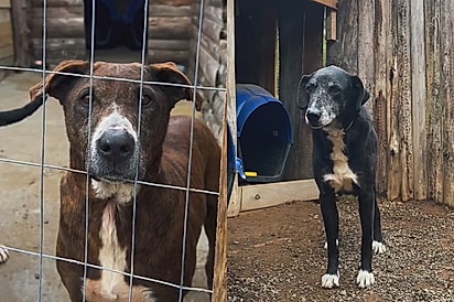 Abrigo de animais lança lista com as 7 raças que eles recomendam e escolhidos surpreendem o público