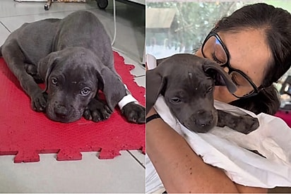 Por ter paralisia, filhote lindo é abandonado para ser sacrificado, mas tudo muda quando um anjo cruza o seu caminho.