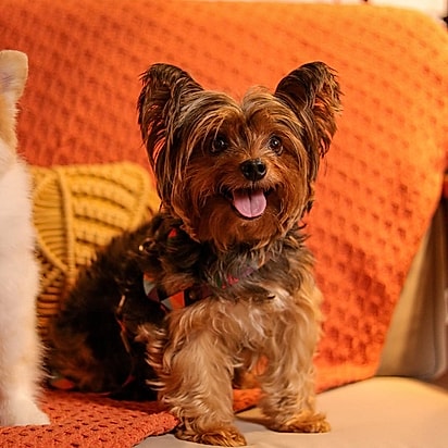 Sophia é uma yorkshire de treze anos muito amada por sua família.