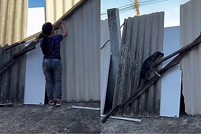 Tutora mostra o mais tranquilo da ninhada escalando muro e prova que caiu no golpe da adoção.