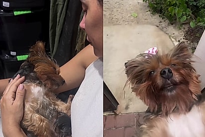 Yorkshire de 13 anos não reagia após ficar doentinha, então a família decidiu levá-la para seu lugar favorito no mundo.