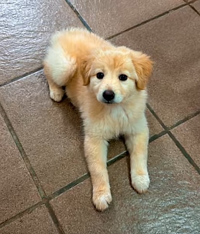 Mel, quando era filhote.