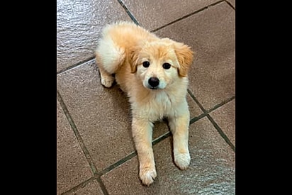 Mulher adota filhote fofinho achando que era golden, mas pet cresce e fica completamente diferente