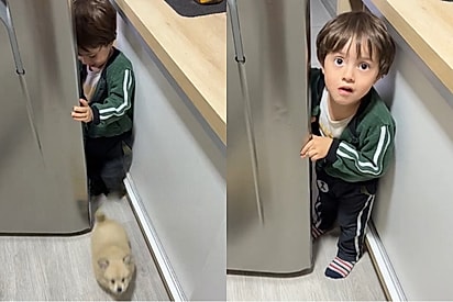 Pai pega cachorro para acalmar criança, então, às 3 da madrugada, flagra os dois em frente à geladeira: Au au quer sorvete.