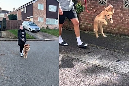 Rupert, o cachorro da família, tinha o hábito hilário de caminhar saltando.