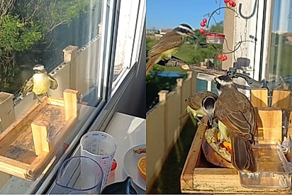 Família de pássaros visita homem diariamente e ele cria café da manhã de luxo para recebê-los.