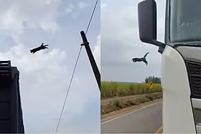 Caminhoneiro tem ideia genial para salvar gato preso poste e acaba virando herói.