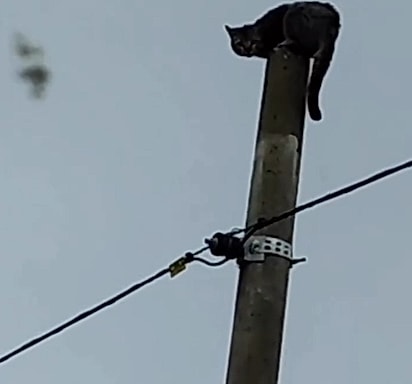 O gatinho estava preso no alto de um poste, sem conseguir descer.