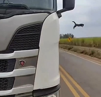 O caminhoneiro Diego Aparecido Fodor resgatou o gatinho que não conseguia descer do poste.