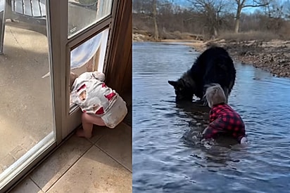 A bebê aprendeu muitas coisas com os cães. 