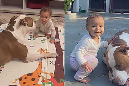 Tarde demais: O que mãe mais temia na relação e sua filha com seu cadela pitbull aconteceu