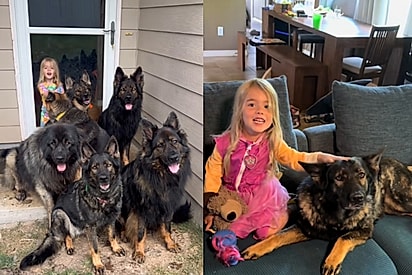 River atualmente e sua matilha. 