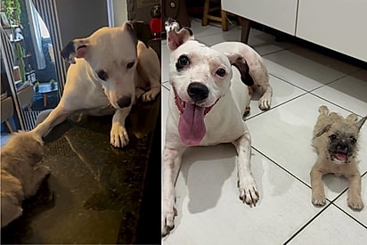 O amor sempre vence: Cadela brava que nunca aceitou outros cães é finalmente conquistada e cena emociona.