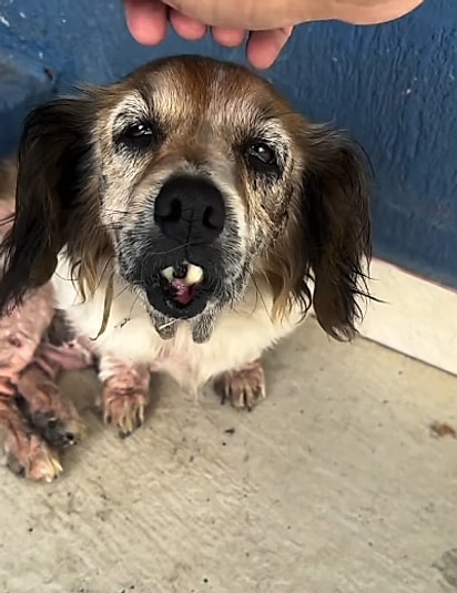 A cadelinha aceita o carinho.