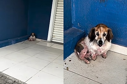 ‘Você é boazinha: Rapaz decide estender a mão para cadelinha sofrida e o ser mais alegre se revela