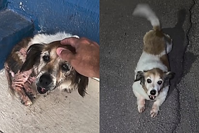 O antes e depois impressionante da cachorrinha.