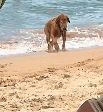 O cão, chateado, se levando para fora da água.