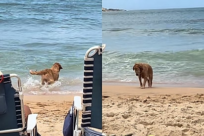 Cão Golden repete a mesma brincadeira por 1 hora e faz praia inteira parar para assistir: Espetáculo inesperado