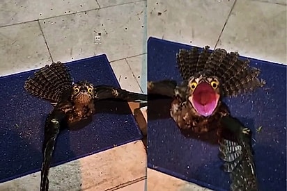 Mistura de fofo com tá repreendido: moradora tenta conversar com ave na porta, mas reação de pássaro apavora internautas