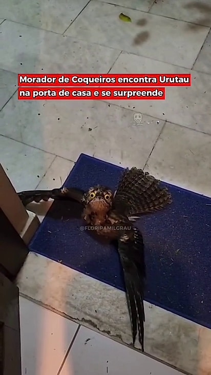 A ave pode ficar parada no mesmo lugar por até 12 horas.