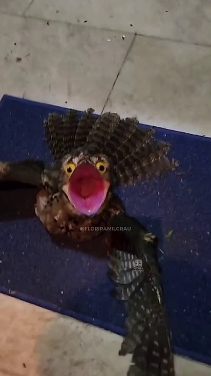  Essa ave é noturna, se alimenta de insetos.