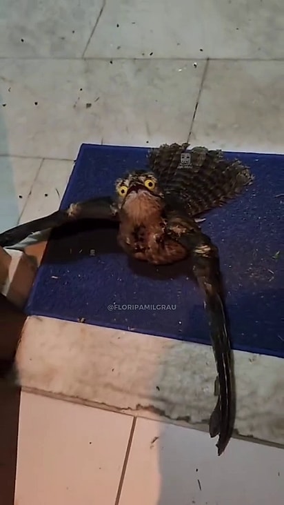 O urutau é conhecido por suas habilidades de camuflagem.