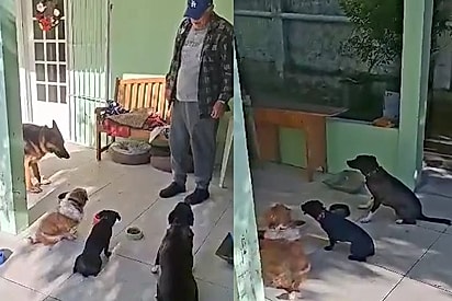 Que assim seja: Homem faz momento de oração com os pets antes da refeição e vídeo viraliza