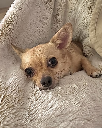 Binoo é muito dengosa, ela adora chamar a atenção para ganhar carinho.