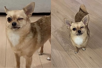 Conheça Binoo, doce mistura de chihuahua com spitz alemão, que finge estar machucada só para ganhar atenção.