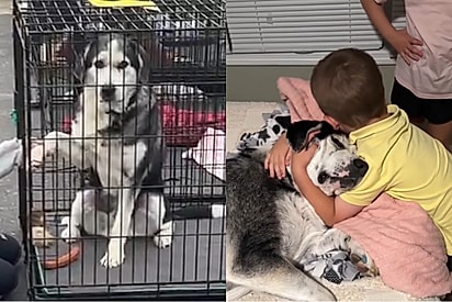 Cachorro devolvido ao abrigo duas vezes, sem motivo aparente, revela o quanto é apaixonado por crianças.