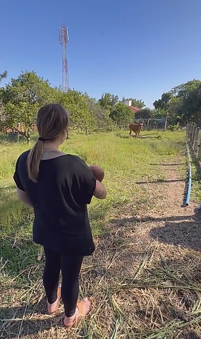 A vaca Julieta estava ansiosa para conhecer o bebê.