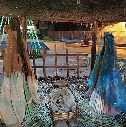 O filhote foi flagrado dormindo na manjedoura montada no centro da cidade.