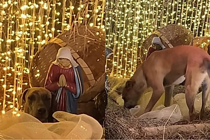 Cães caramelo são flagrados buscando abrigo em manjedoura: “Quanta pureza!”