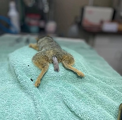 O esquilo precisou realizar amputação parcial da cauda.