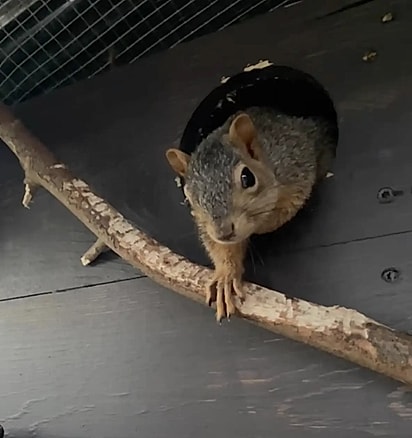 O esquilo passou por reabilitação e então voltou para a natureza, pronto para recomeçar.