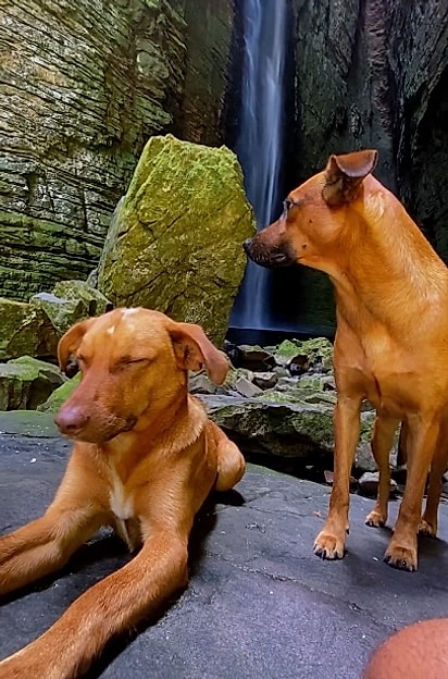 O caramelo e seu irmão estão sempre presentes na trilha. 