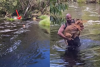 Arrastado por correnteza, caramelo famoso por “tirar onda” de turistas em trilha difícil é salvo por aventureiros