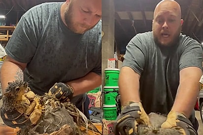 Homem ajuda esquilo com a cauda emaranhada — e durante processo se assusta ao ver outro rostinho escondido.