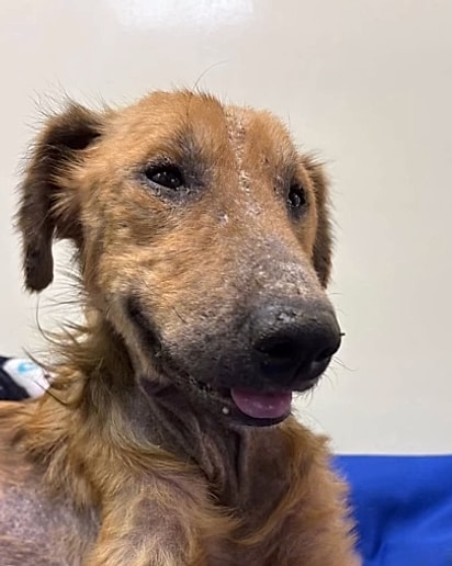 Ramón tinha cinomose, além de sarna severa e um quadro de desnutrição.