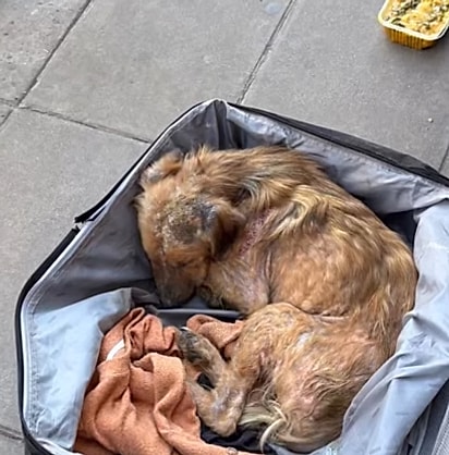 O cão estava dentro da mala lacrada.