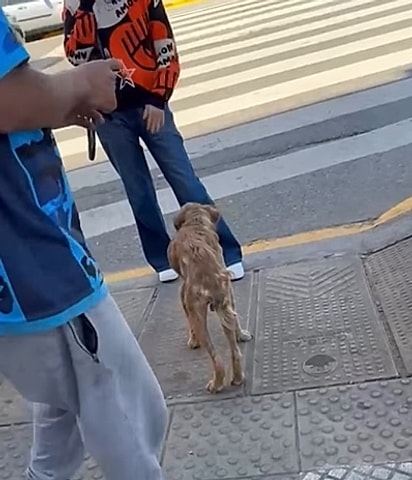 Os moradores se uniram para salvar aquele cão.