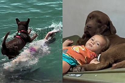 Tutora mostra a mudança do seu labrador após chegada da bebê: ‘De Tazmania descontrolado a Buda namastê em 9 meses’.