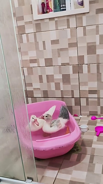 Os patos gostam da proximidade com a criança.