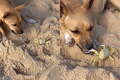 “Ó se eu quisesse”: vira-lata caramelo e caranguejo ignoram instintos de caça para brincar na areia.