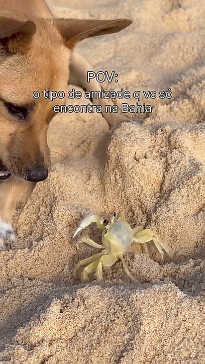 O border collie tentou brincar junto mas foi ignorado.